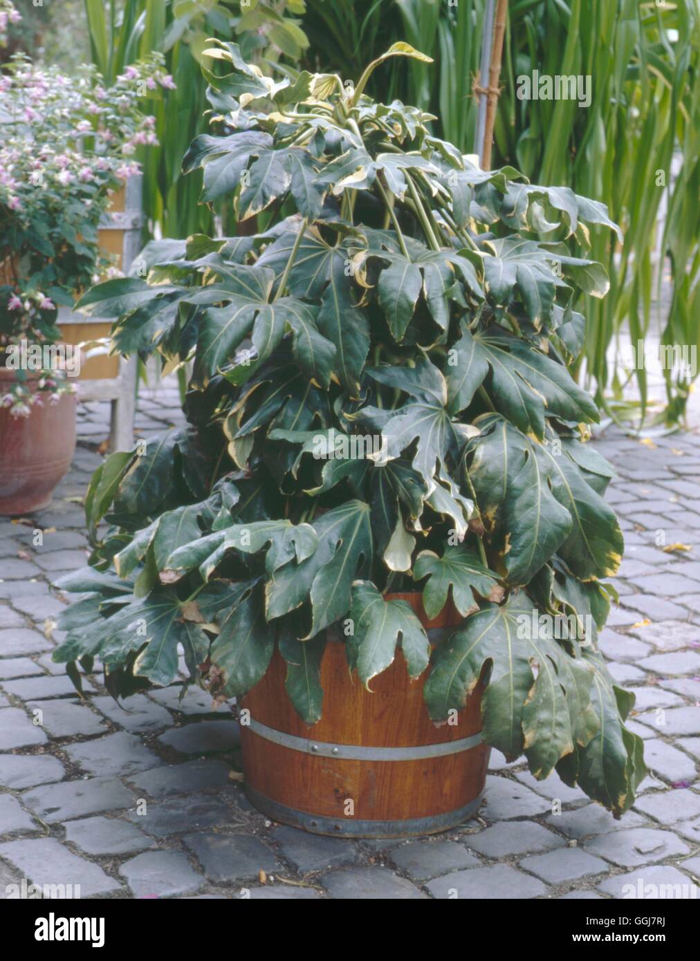 Container - Shrub - planted with Fatsia japonica `Variegata'   CTR072001  /Ph Stock Photo